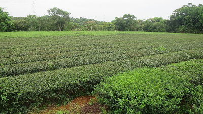 機械化茶園管理現況-將另開新視窗