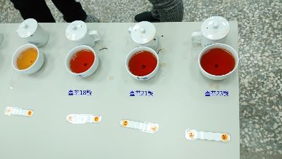 臺茶23號品嘗-將另開新視窗