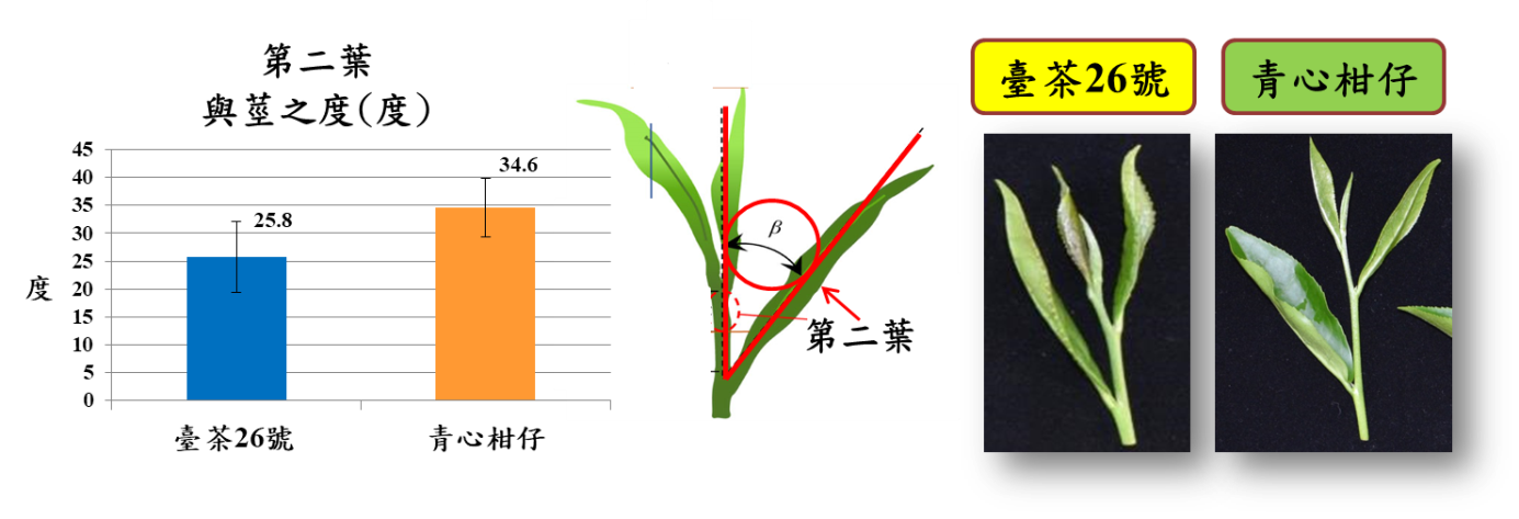圖二、臺茶26號茶芽屬直立性且適合機採