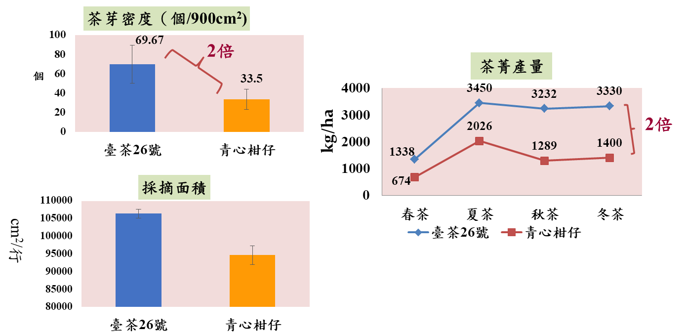 圖三、臺茶26號生長勢強且產量高