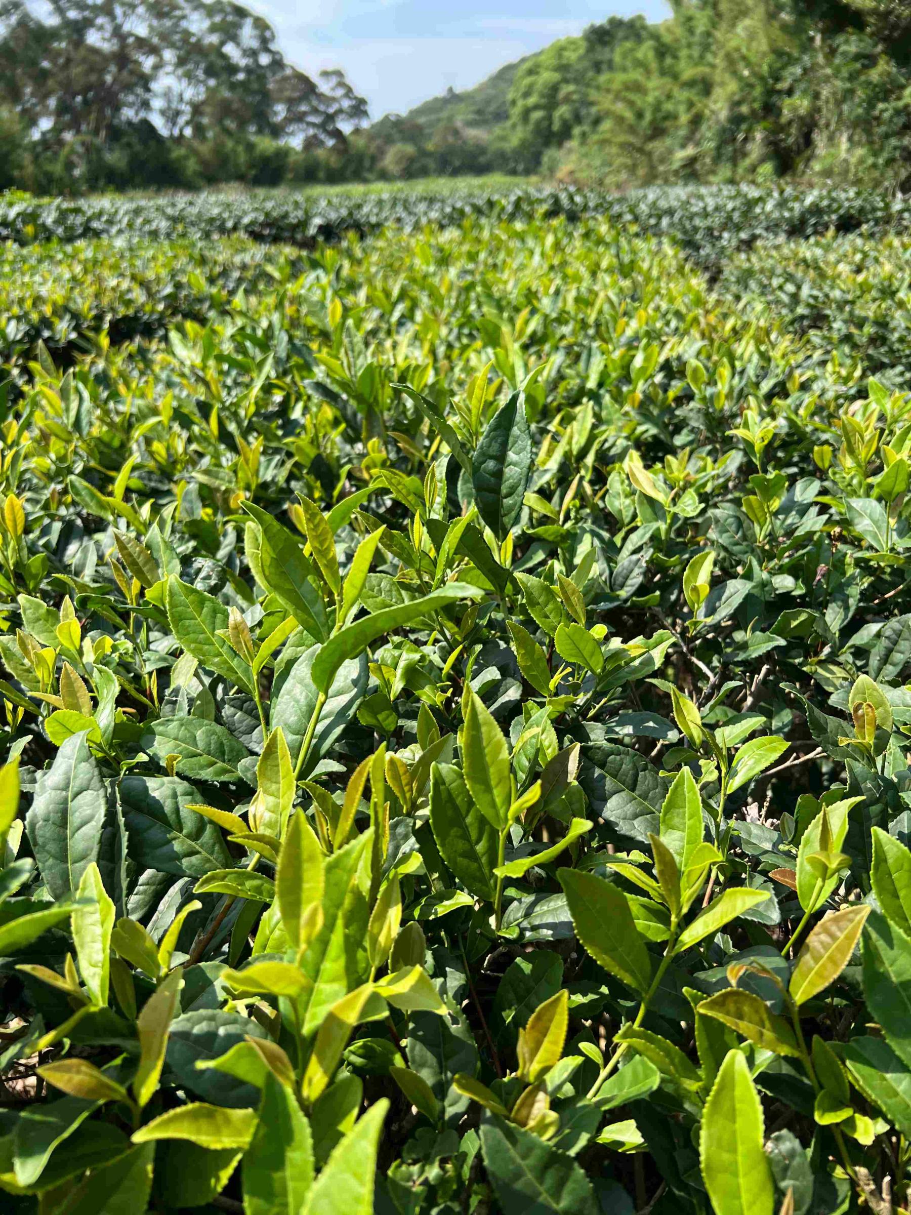 圖一、臺茶26號茶樹田間生長情形