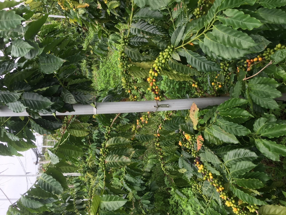 圖二、咖啡加強支架,防止枝條折損或倒伏。 圖二、咖啡加強支架,防止枝條折損或倒伏。