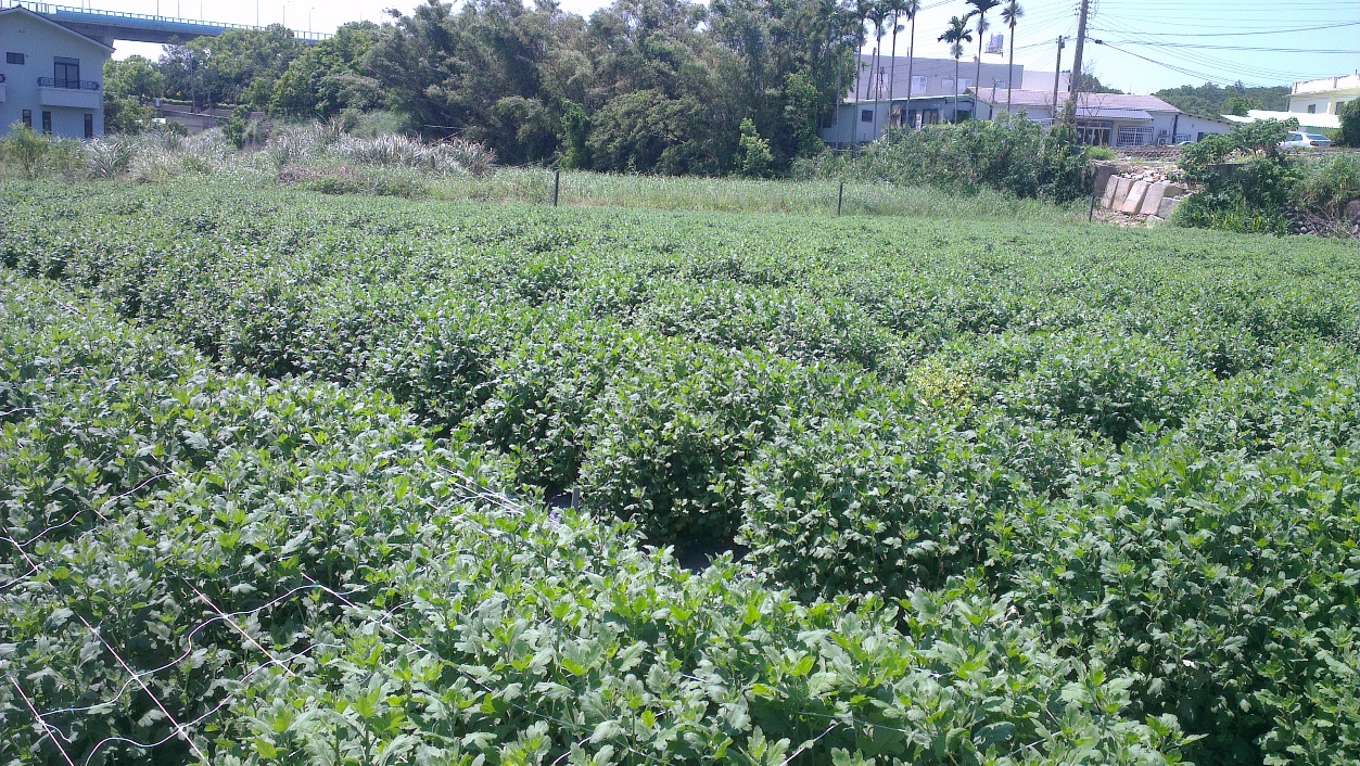 圖四、杭菊架設植栽網 圖四、杭菊架設植栽網
