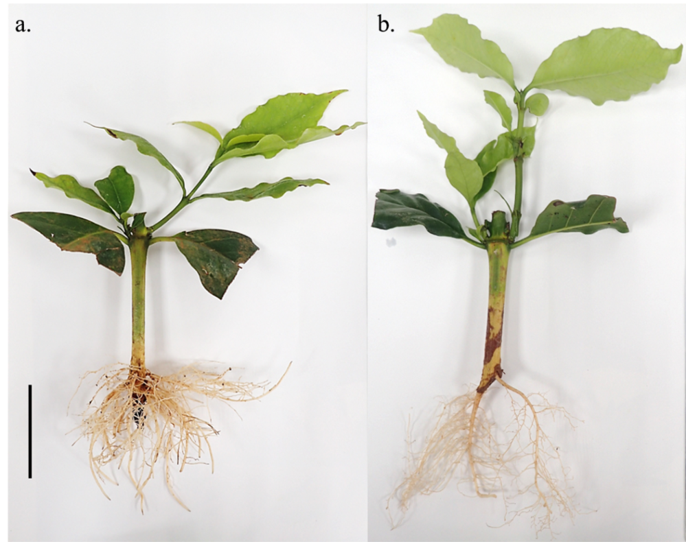 圖一、咖啡扦插4個月後種苗發根情形。a. 為藝伎;b.為SL34。 圖一、咖啡扦插4個月後種苗發根情形。a. 為藝伎;b.為SL34。