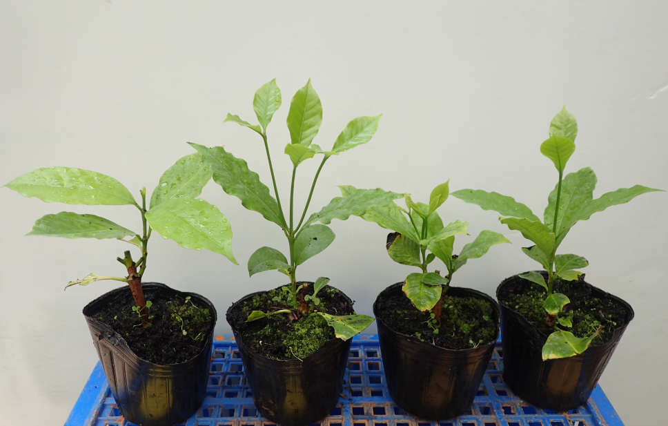 圖二、咖啡扦插苗發根後換盆再培養6個月苗株生長情形 圖二、咖啡扦插苗發根後換盆再培養6個月苗株生長情形