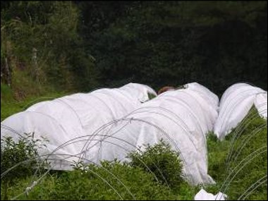 圖二、樹冠覆蓋隔離冷空氣侵襲