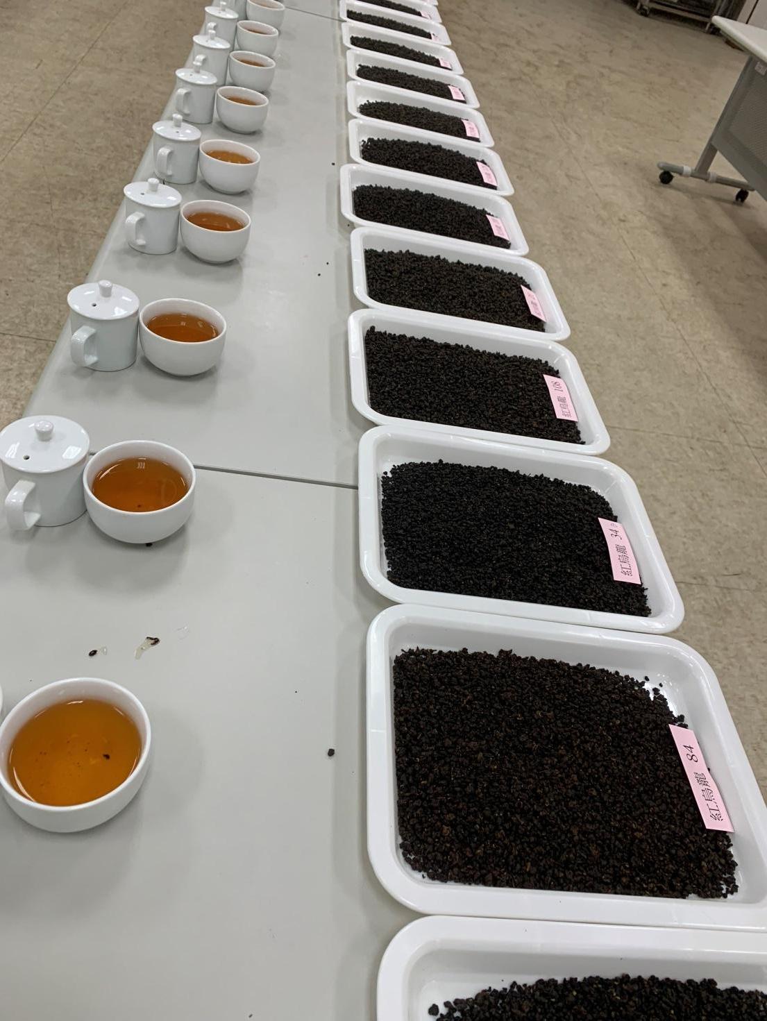 圖二、113年臺東經典名茶冬季優良茶分級評鑑-紅烏龍評鑑樣品