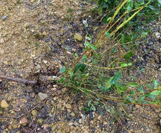 圖二、強風造成茶樹幼木倒伏，基部與土壤交接處因摩擦而形成環狀剝皮，易造成幼木死亡。