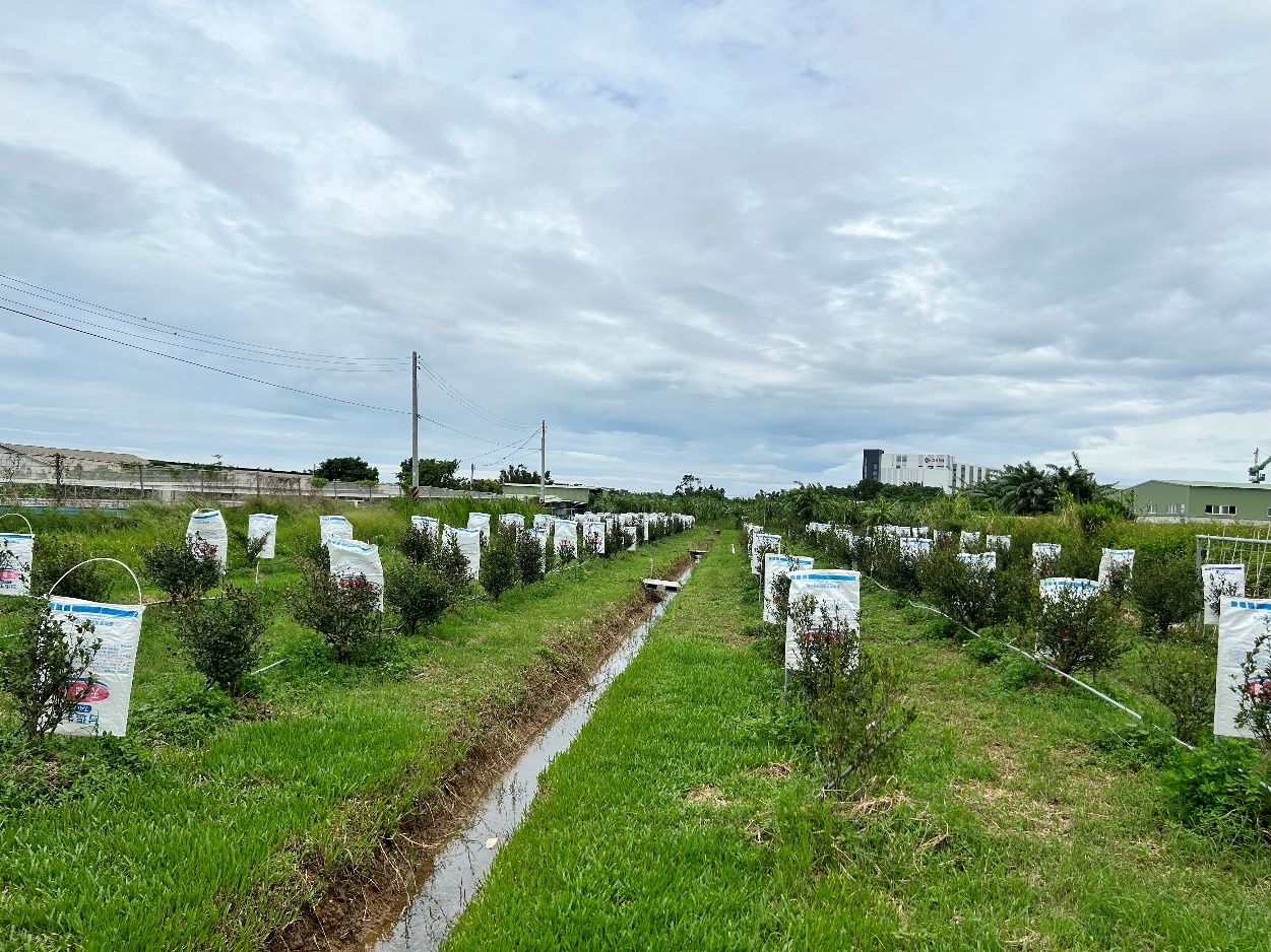 圖三、油茶幼苗防風