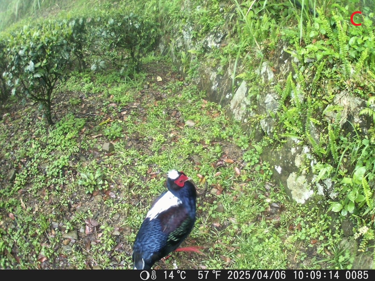 圖一、有機茶園藍腹鷴(C)現蹤