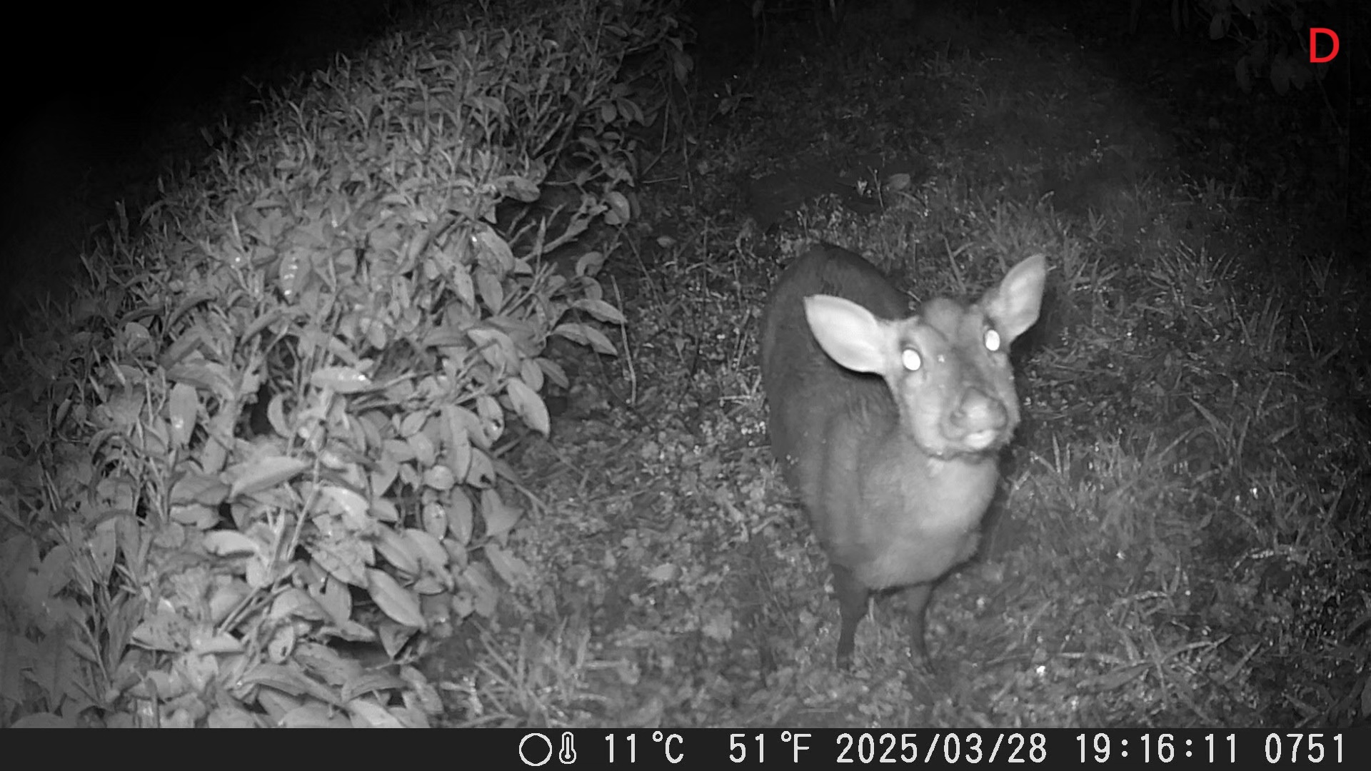圖一、有機茶園山羌(D)現蹤 圖一、有機茶園山羌(D)現蹤