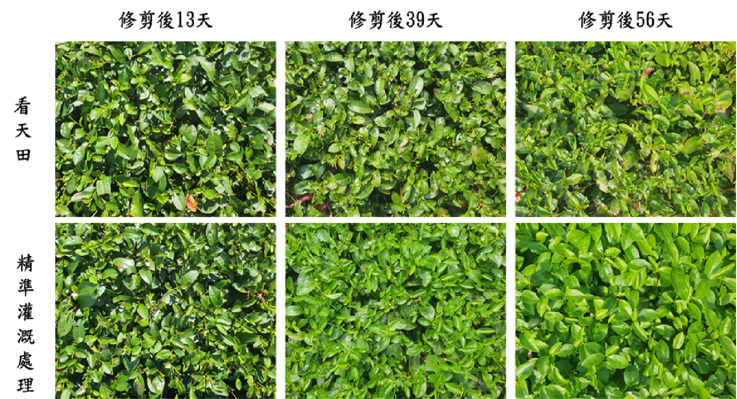 圖1.2025年秋冬季(8-10月)枯水期看天田與精準灌溉處理茶芽生長狀況之比較 圖1.2025年秋冬季(8-10月)枯水期看天田與精準灌溉處理茶芽生長狀況之比較