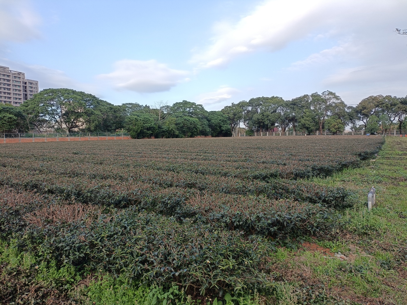 圖二、茶樹適當淺剪或中剪，減輕強風吹襲，並可配合夏季枝條留養