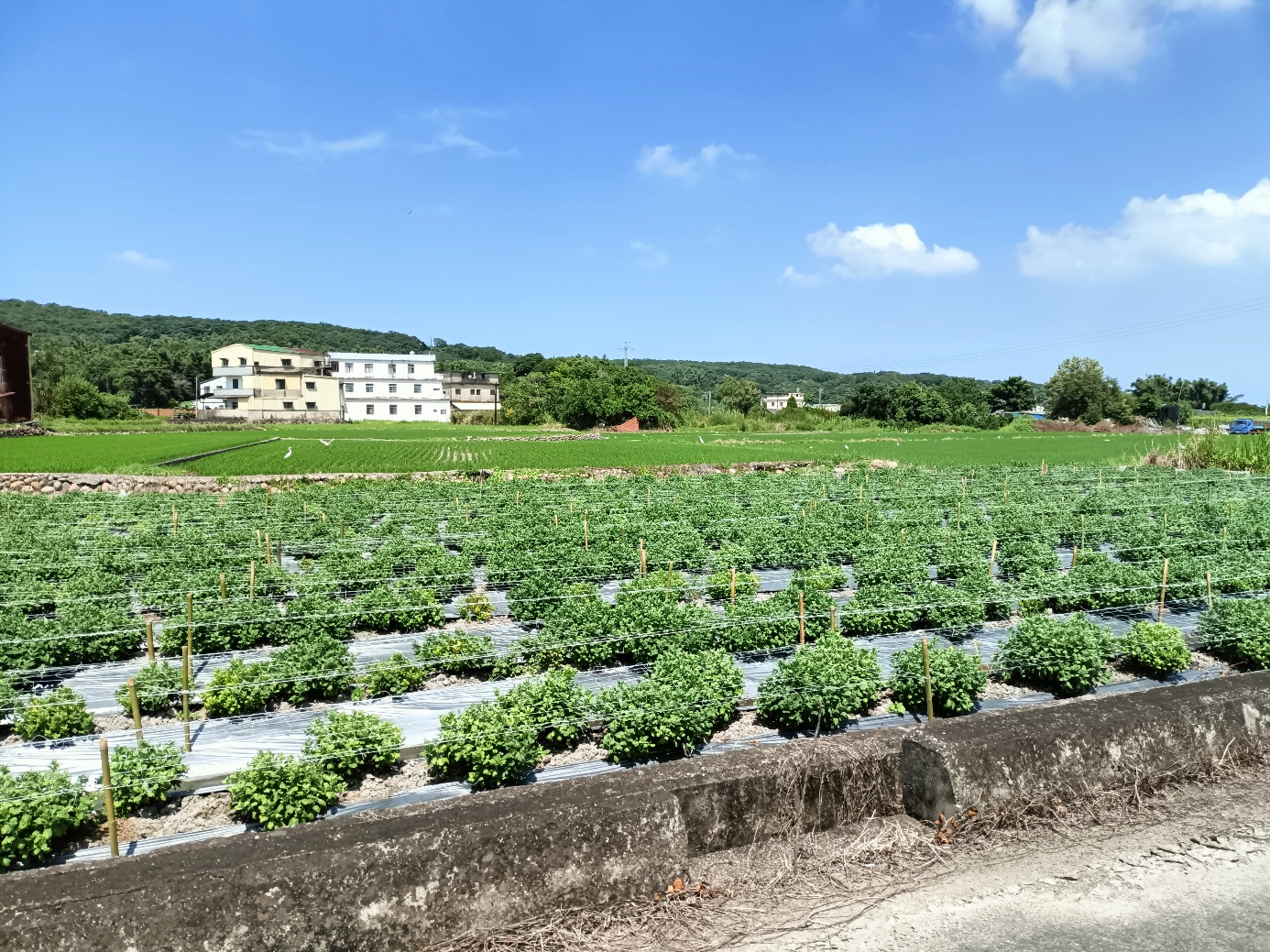 圖四、杭菊架設植栽網可避免植株倒伏