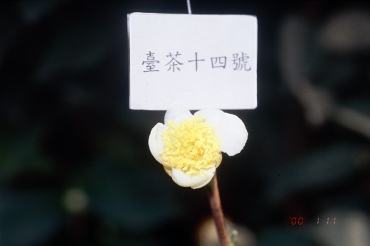臺茶14號花