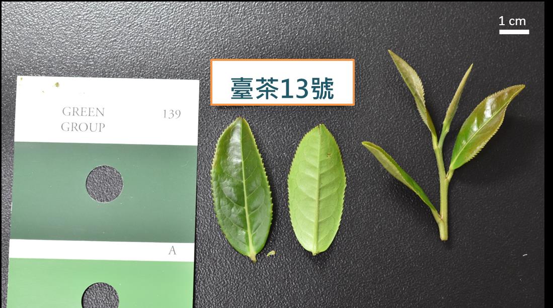 圖二、臺茶13號茶芽外觀