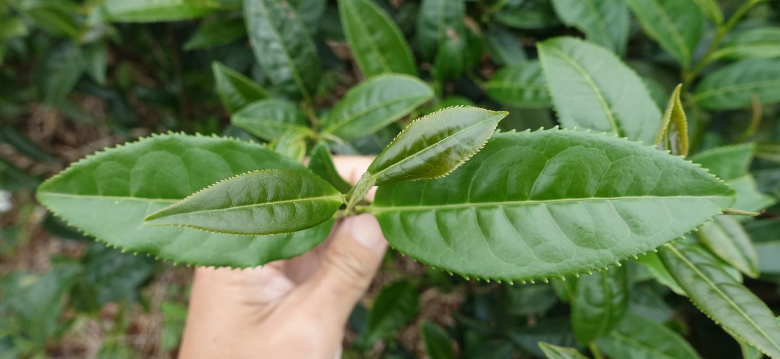 茶樹品系2028田間茶芽