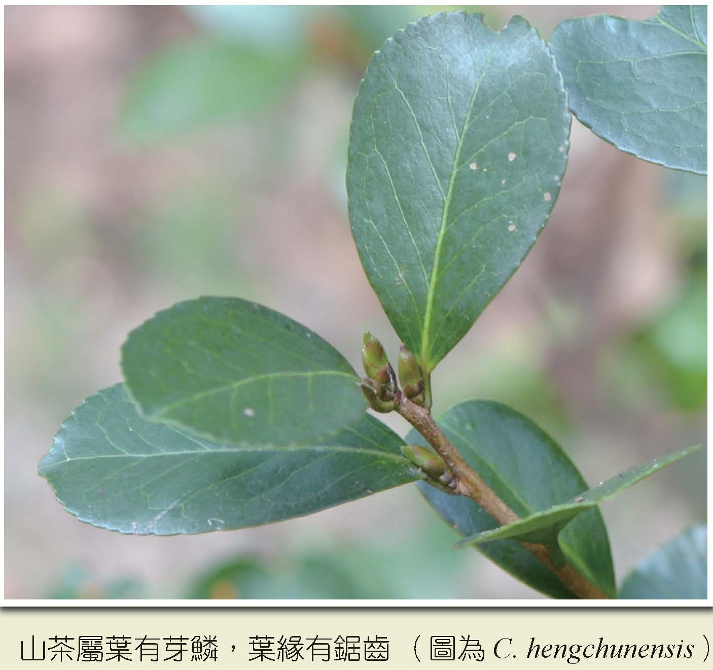 山茶屬葉有芽鱗，葉緣有鋸齒