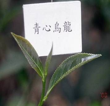 青心烏龍