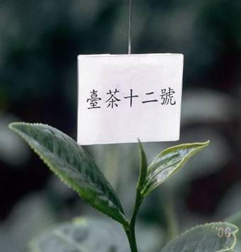 金萱