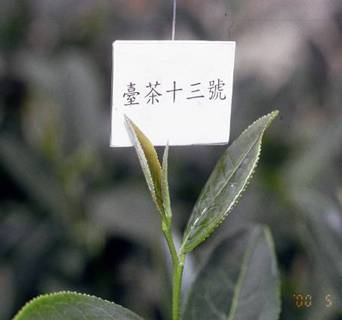 翠玉