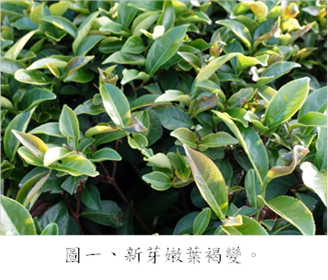 圖一、新芽嫩葉褐變