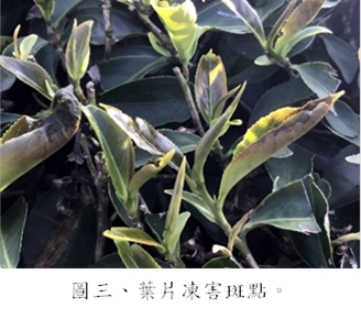 圖三、葉片凍害斑點