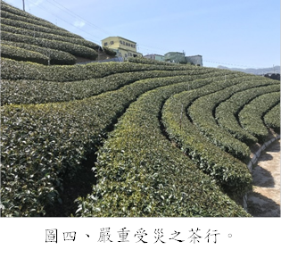 圖四、嚴重受災之茶行