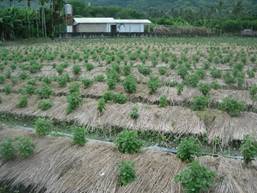 稻草覆蓋