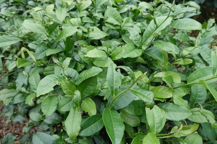 採收期茶芽因強風造成破損或傷口影響茶菁與製茶品質
