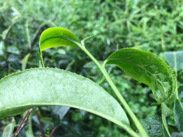 成木期豪雨造成茶芽產生浸潤狀，影響茶菁與製茶品質。