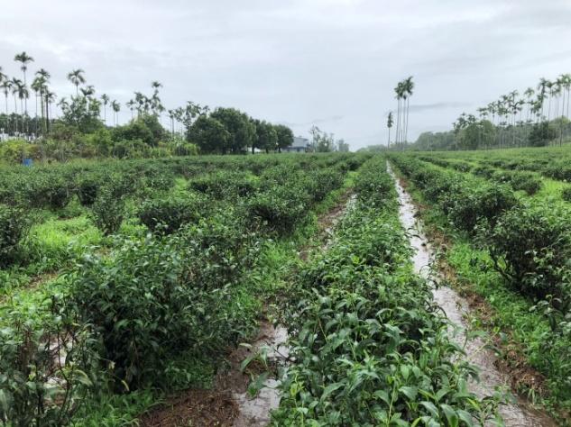 成木期至採收期豪雨造成積水致根系受傷影響生長產量