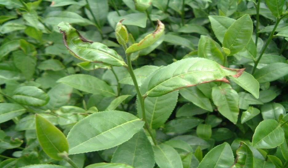 採收期焚風 茶芽葉緣焦枯影響茶菁與製茶