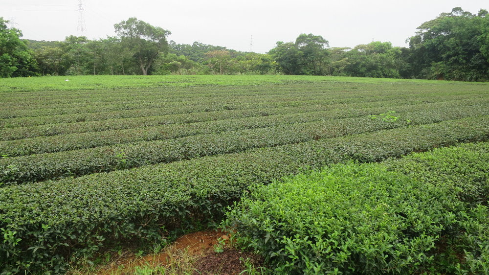 機械化茶園管理現況
