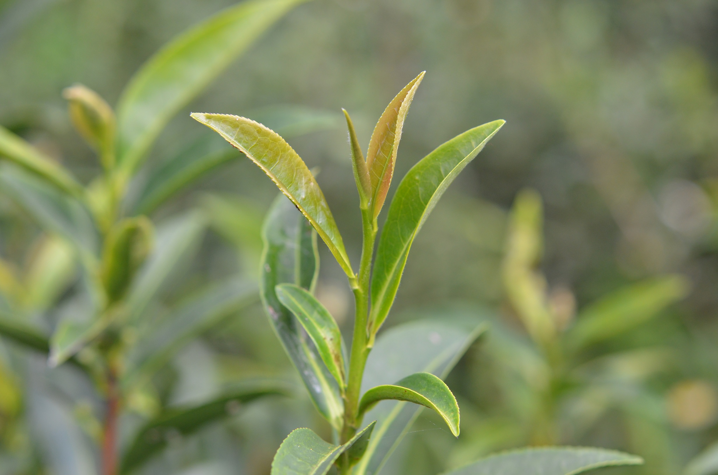 圖2.臺茶23號茶芽