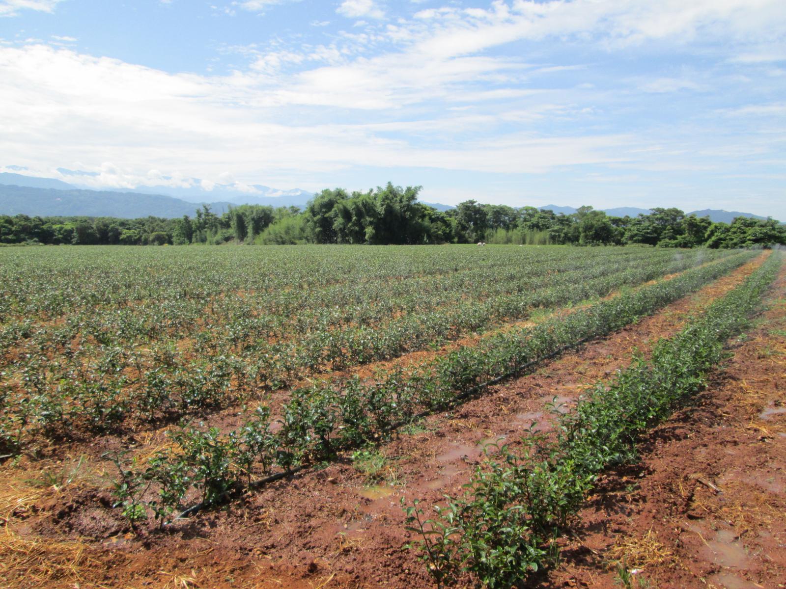 省工栽培示範茶園