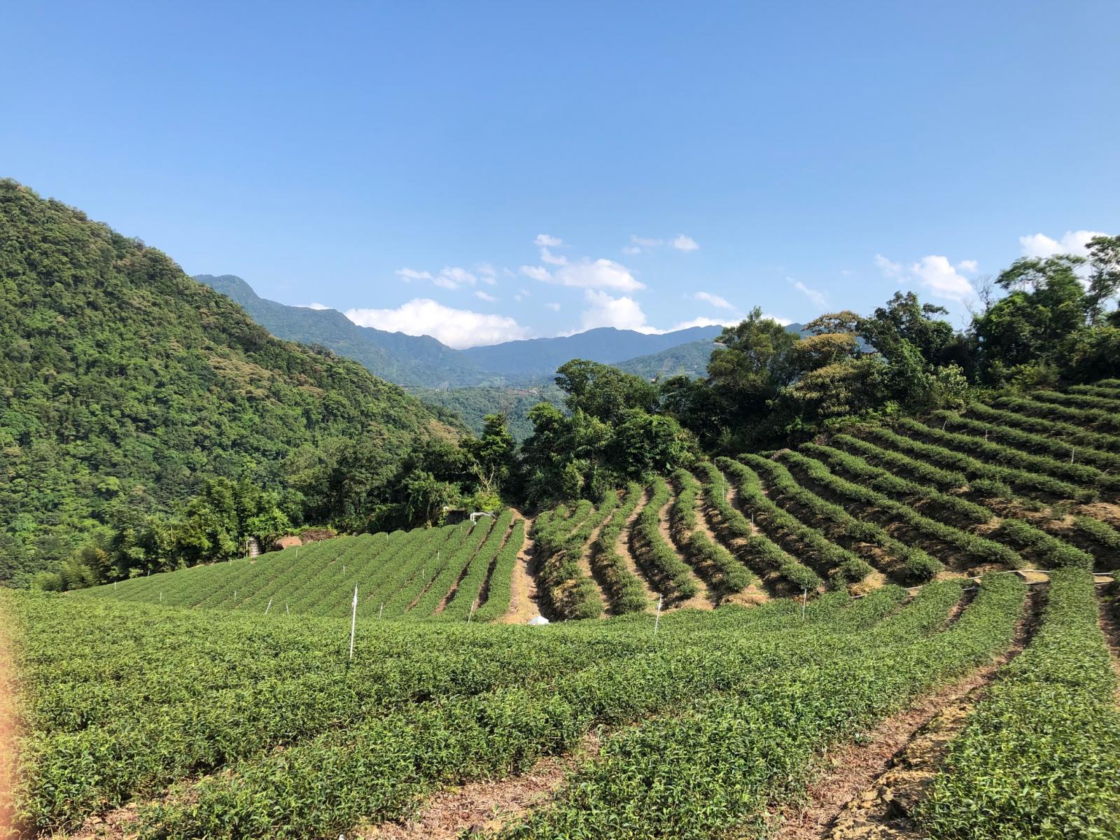 全國茶菁採摘技術競賽茶園一隅