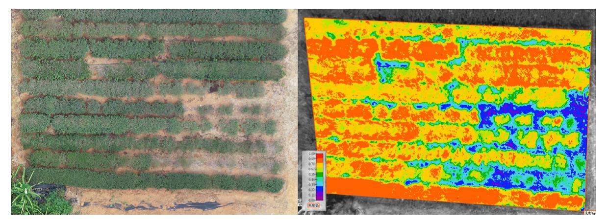 UAV遙測技術在茶園旱害之監測應用