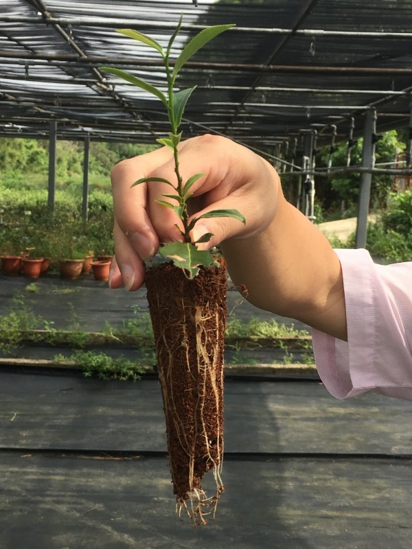 圖2. 育苗5個月後之茶苗根系生長情形