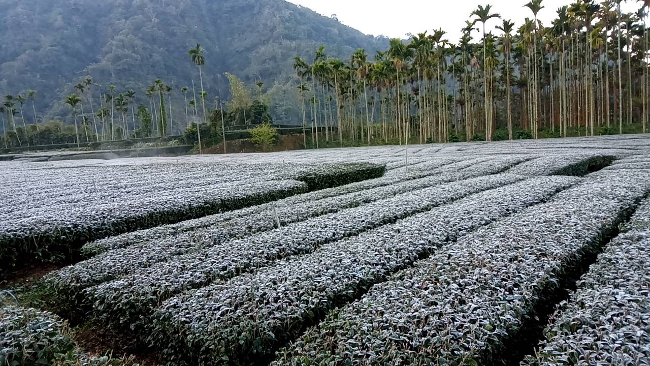 1月31日清晨嘉義梅山瑞峰茶區發生茶園降霜現象