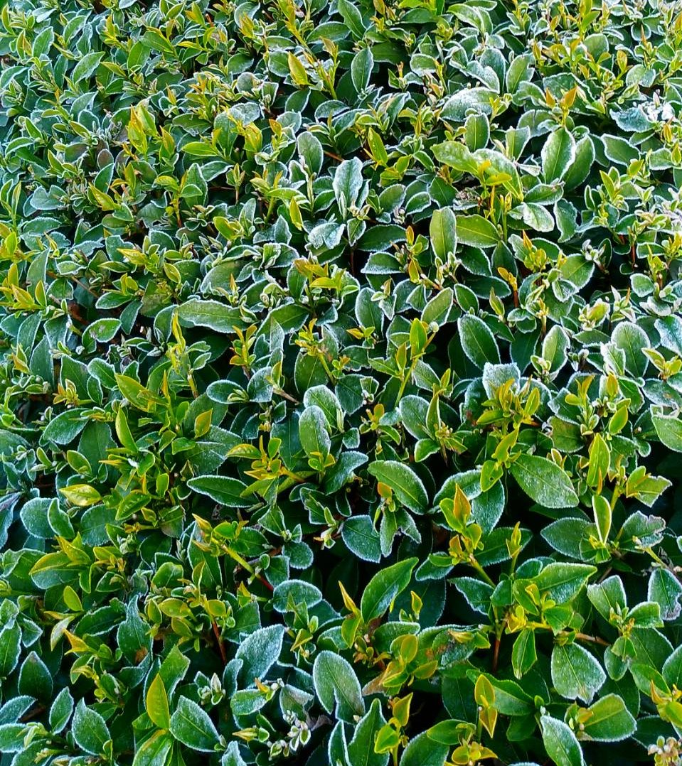 1月31日清晨南投名間松柏嶺茶區發生茶園降霜現象