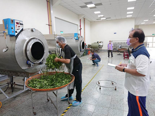 圖三、製茶技術丙級術科測試–第三站茶葉炒菁