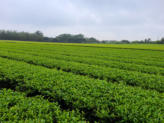 圖一、製茶交流活動茶菁原料-新竹湖口茶區臺茶12號茶樹