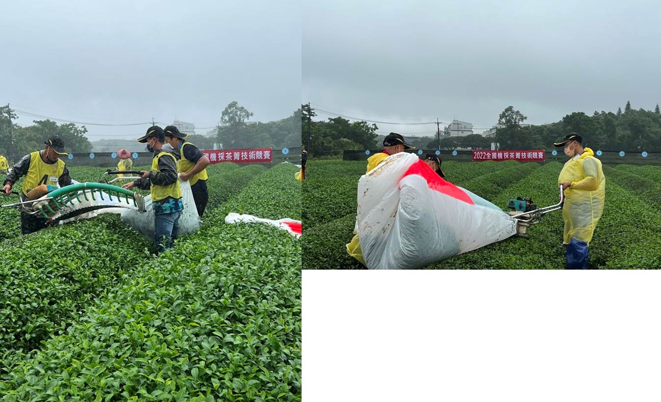 圖三、「2022全國機採茶菁技術觀摩競賽」選手競賽情形 圖三、「2022全國機採茶菁技術觀摩競賽」選手競賽情形