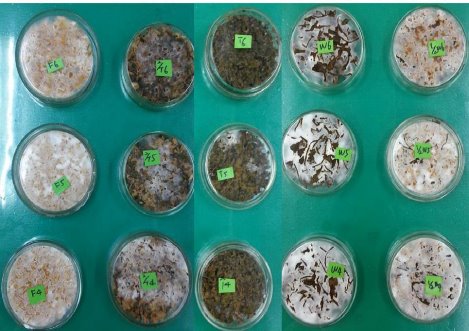 不同基質培養基接種秀珍菇十天後走菌情形