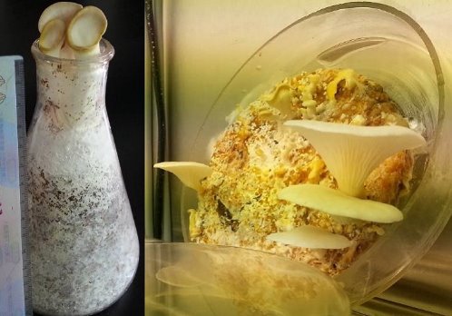 茶渣混木屑固態培養基栽培秀珍菇之出菇情形