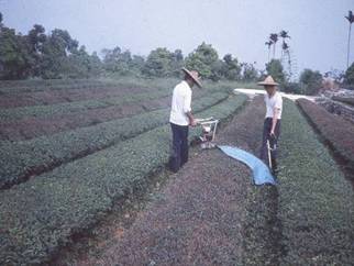 雙人式剪枝機
