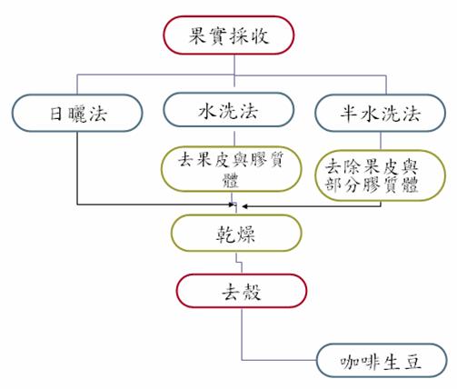 咖啡果實加工處理簡圖 咖啡果實加工處理簡圖