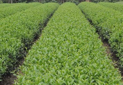 慣行茶園 慣行茶園