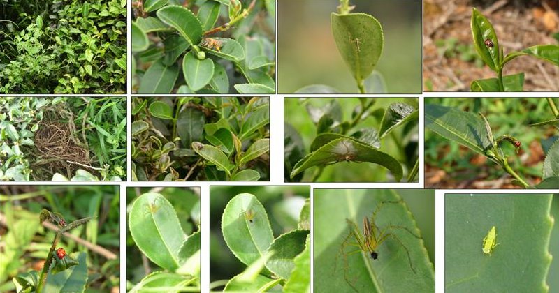 生態茶園生物相